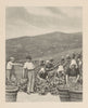 Picking grapes in a Champagne vineyard 1944 old vintage print picture