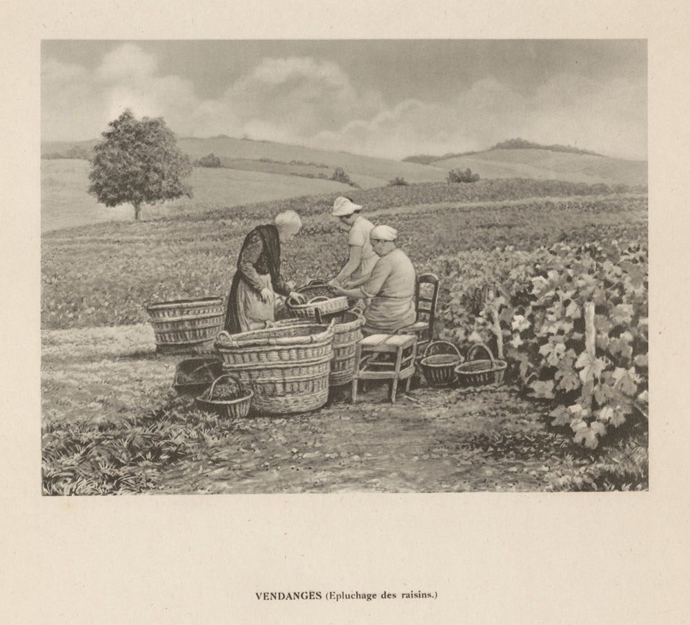Vendanges - Epluchage des raisins. Champagne harvest. Peeling grapes 1944