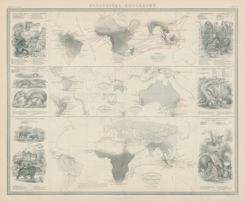 Zoological Geography. Pachydermata - thick-skinned animals distribution 1856 map