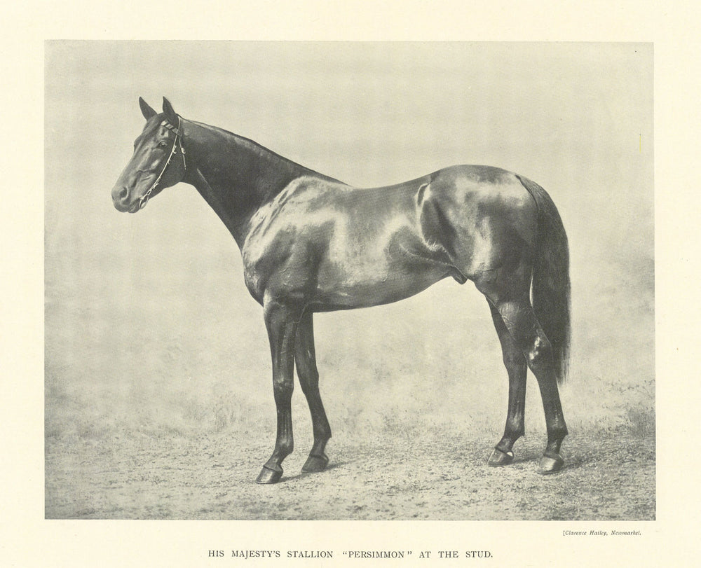 King Edward VII's Stallion "Persimmon" at the stud. Race horses 1903 old print