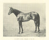 King Edward VII's Stallion 