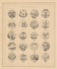 US States Arms. IL WI MN IA MO KY KS VA NC SC GA FL AL LA TX MS AR TN CA OR 1865