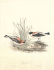 Russet (but Eastern black-eared) Wheatear by John & Elizabeth Gould c1832