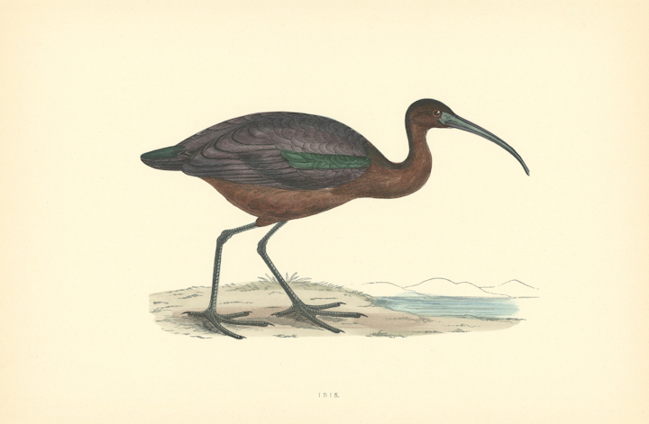 Morris's British Birds